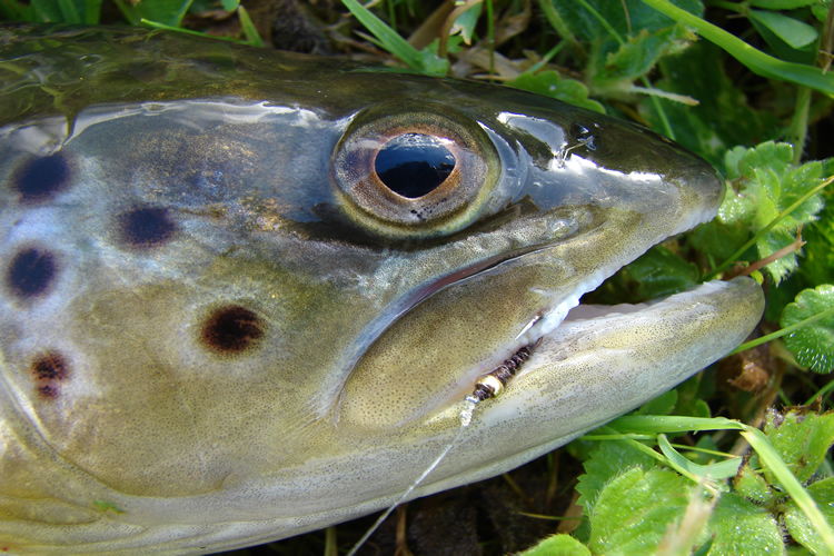 trout head